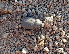 Phymatiotris quadricollis