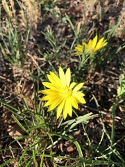 Xanthisma texanum