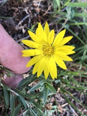 Xanthisma texanum