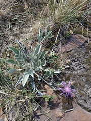 Psephellus turgaicus