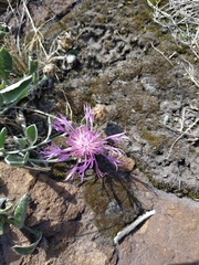 Psephellus turgaicus