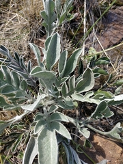 Psephellus turgaicus