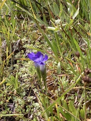 Gentianopsis simplex