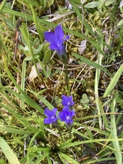 Gentianopsis simplex