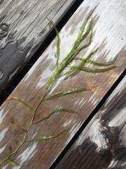 Potamogeton wrightii