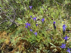 Gentianopsis simplex