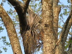 Tillandsia inopinata