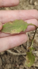 Lapsana communis intermedia
