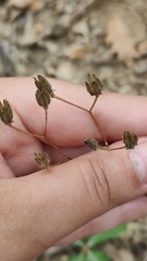 Lapsana communis intermedia