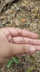 Lapsana communis intermedia