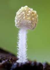 Mycena chloroxantha