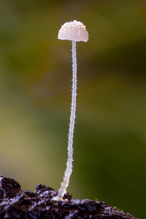 Mycena chloroxantha