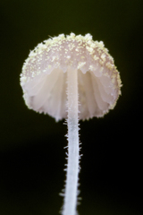 Mycena chloroxantha