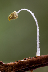 Mycena chloroxantha