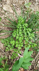 Silphiodaucus hispidus