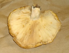 Lactarius yazooensis image