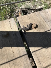 Strophurus williamsi