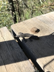 Strophurus williamsi