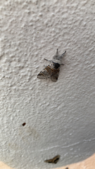 Furcula scolopendrina