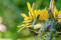 Closterotomus norwegicus