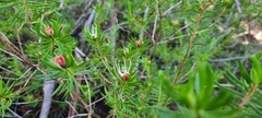 Darwinia procera