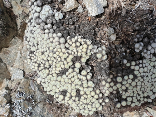 Image of Raoulia mammillaris by (c) simonnew, some rights reserved (CC BY)