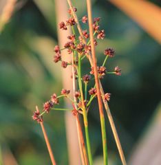 Juncus subnodulosus