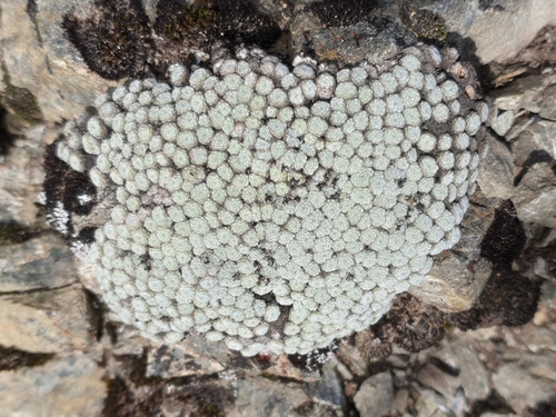 Image of Raoulia mammillaris by (c) simonnew, some rights reserved (CC BY)