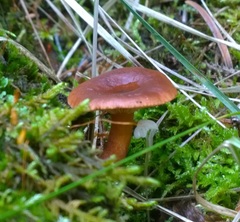 Lactarius atrobadius