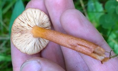 Lactarius atrobadius