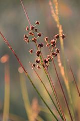 Juncus subnodulosus