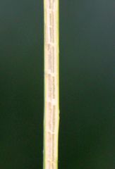 Juncus subnodulosus