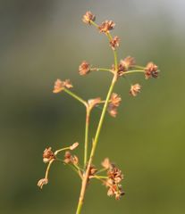 Juncus subnodulosus