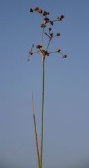 Juncus subnodulosus