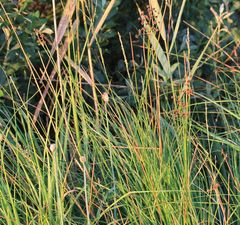 Juncus subnodulosus