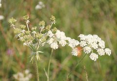 Silphiodaucus prutenicus