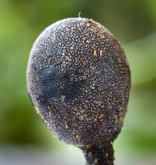 Xylaria tuberoides