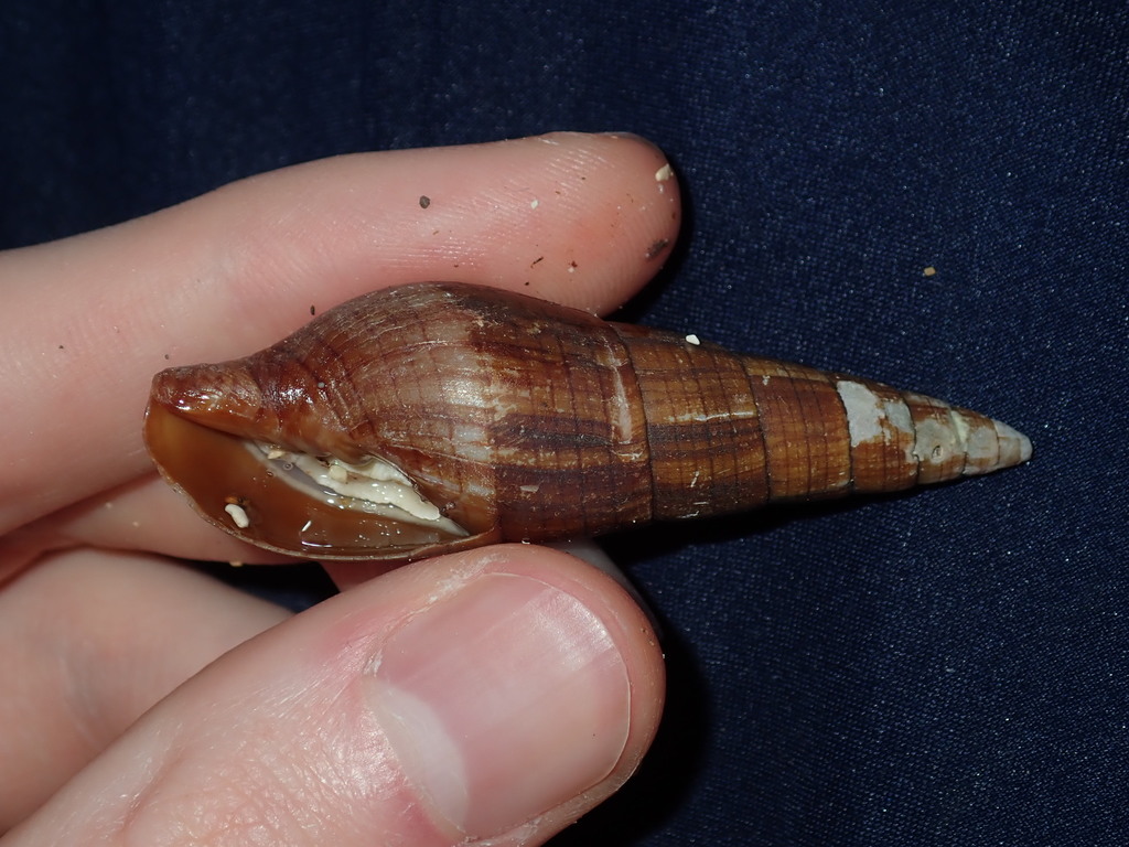Isara glabra