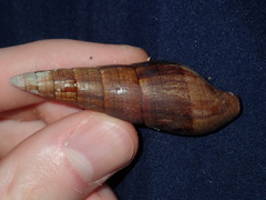 Isara glabra