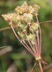 Silphiodaucus prutenicus