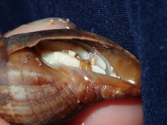 Isara glabra