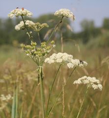 Silphiodaucus prutenicus