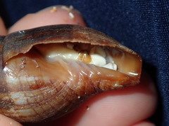 Isara glabra