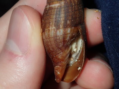 Isara glabra