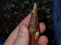 Isara glabra