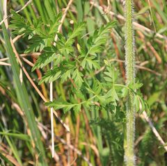 Silphiodaucus prutenicus