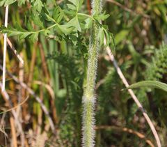 Silphiodaucus prutenicus
