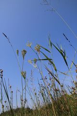 Silphiodaucus prutenicus