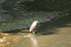 Nycticorax nycticorax