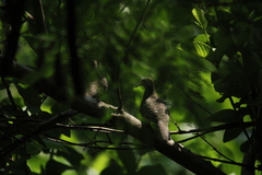 Geopelia striata